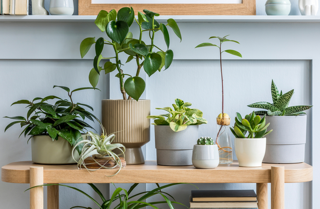 Top Vine Plants For Your Living Space